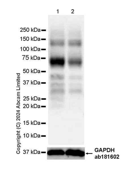 Western blot - Anti-Tau (O-GlcNAc S400) antibody [EPR24891-48] - BSA and Azide free (AB320077)