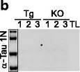 Western blot - Anti-Tau (phospho S198) antibody [EPR2400] (AB79540)