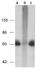 Western blot - Anti-Tau (phospho S199) antibody (AB4749)