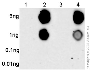 Dot Blot - Anti-Tau (phospho S199) antibody [EPR2401Y] (AB81268), expandable thumbnail