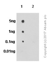 Dot Blot - Anti-Tau (phospho S199) antibody [EPR2401Y] (AB81268), expandable thumbnail