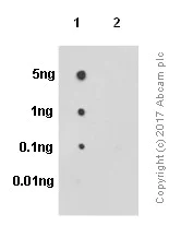 Dot Blot - Anti-Tau (phospho S199) antibody [EPR2401Y] (AB81268)