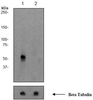 Western blot - Anti-Tau (phospho S199) antibody [EPR2401Y] (AB81268)