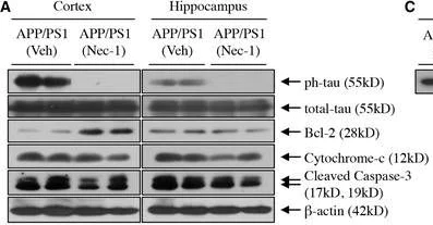 Western blot - Anti-Tau (phospho S199) antibody [EPR2401Y] (AB81268)