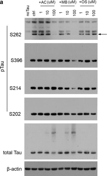 Western blot - Anti-Tau (phospho S202) antibody [EPR2402] (AB108387), expandable thumbnail