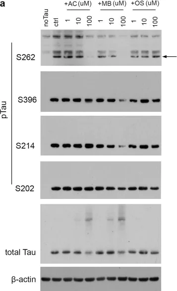 Western blot - Anti-Tau (phospho S202) antibody [EPR2402] (AB108387)