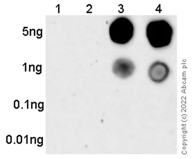 Dot Blot - Anti-Tau (phospho S202) antibody [EPR2402] - BSA and Azide free (AB196359)