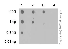 Dot Blot - Anti-Tau (phospho S202 + T205) antibody [EPR20390] (AB210703)