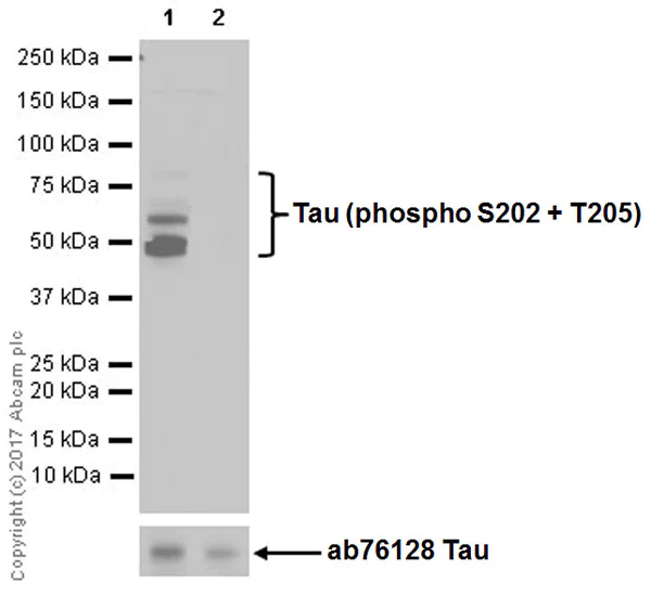 Western blot - Anti-Tau (phospho S202 + T205) antibody [EPR20390] (AB210703)