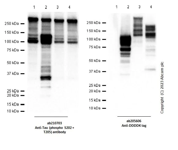 Western blot - Anti-Tau (phospho S202 + T205) antibody [EPR20390] (AB210703)