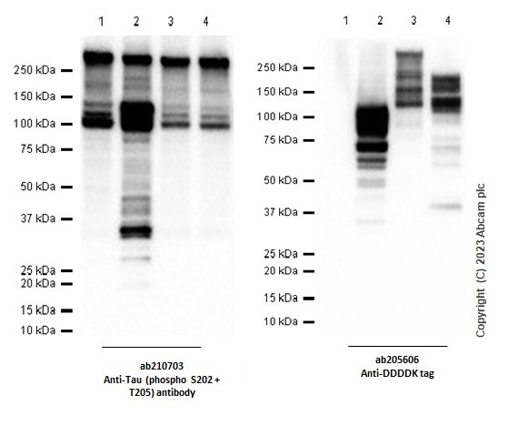 Western blot - Anti-Tau (phospho S202 + T205) antibody [EPR20390] - BSA and Azide free (AB237594)