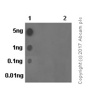 Dot Blot - Anti-Tau (phospho S235) antibody [EPR2452] - BSA and Azide free (AB244235), expandable thumbnail