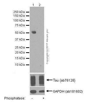 Western blot - Anti-Tau (phospho S235) antibody [EPR2452] - BSA and Azide free (AB244235), expandable thumbnail