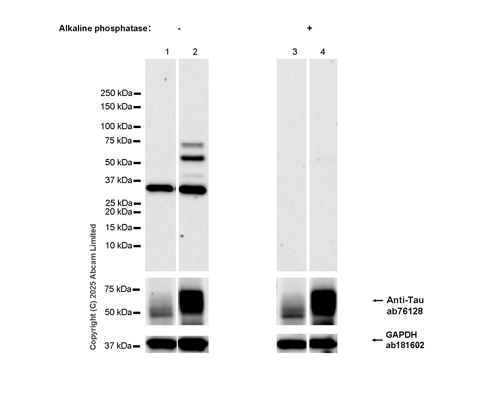 Western blot - Anti-Tau (phospho S235) antibody [EPR2452] - BSA and Azide free (AB244235), expandable thumbnail