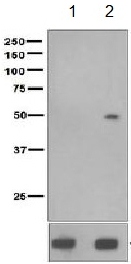 Western blot - Anti-Tau (phospho S235) antibody [EPR2452] - BSA and Azide free (AB244235), expandable thumbnail