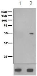 Western blot - Anti-Tau (phospho S235) antibody [EPR2452] - BSA and Azide free (AB244235)