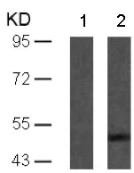 Western blot - Anti-Tau (phospho S262) antibody (AB131354)