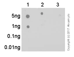 Dot Blot - Anti-Tau (phospho S262 + T263) antibody [EPR2454] (AB92627)
