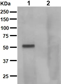 Western blot - Anti-Tau (phospho S262 + T263) antibody [EPR2454] (AB92627)