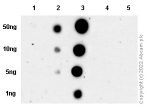 Dot Blot - Anti-Tau (phospho S293) antibody [EPR2455(2)] (AB192030), expandable thumbnail