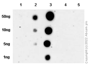 Dot Blot - Anti-Tau (phospho S293) antibody [EPR2455(2)] - BSA and Azide free (AB234038)
