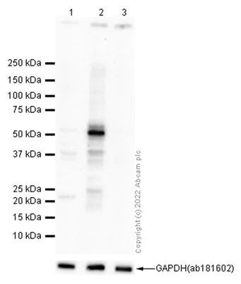 Western blot - Anti-Tau (phospho S293) antibody [EPR2455(2)] - BSA and Azide free (AB234038)