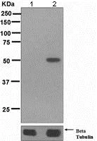 Western blot - Anti-Tau (phospho S324) antibody [EPR2457(2)] (AB109401)