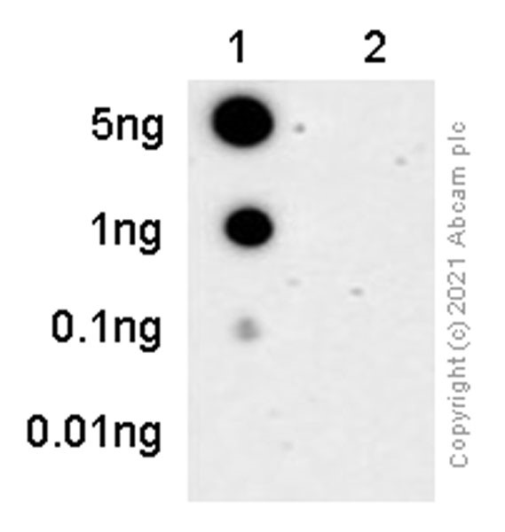 Dot Blot - Anti-Tau (phospho S396) antibody [E178] (AB32057), expandable thumbnail