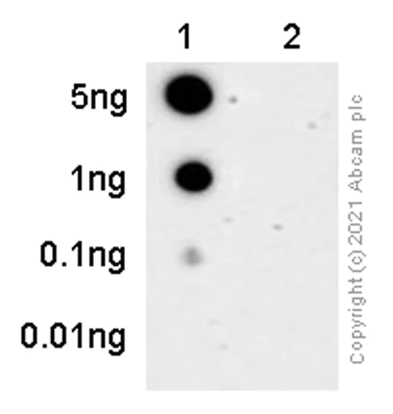 Dot Blot - Anti-Tau (phospho S396) antibody [E178] (AB32057)