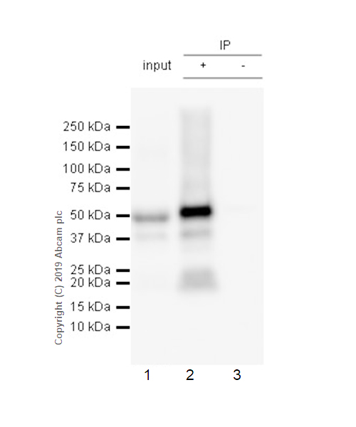 Immunoprecipitation - Anti-Tau (phospho S396) antibody [E178] (AB32057), expandable thumbnail
