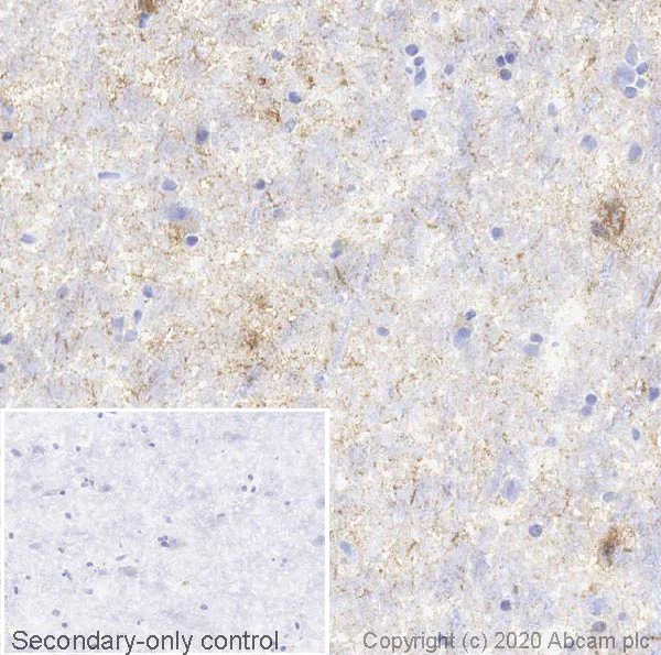 Immunohistochemistry (Frozen sections) - Anti-Tau (phospho S396) antibody [E178] - BSA and Azide free (AB218600)