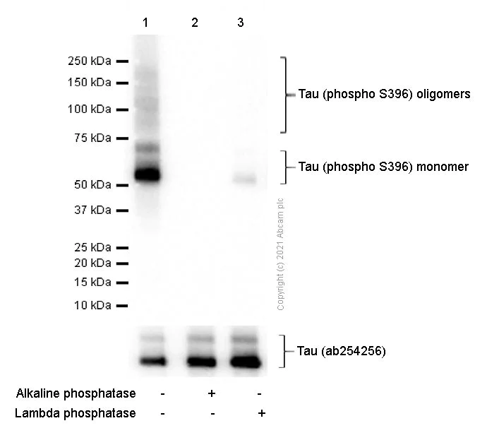Western blot - Anti-Tau (phospho S396) antibody [E178] - BSA and Azide free (AB218600)