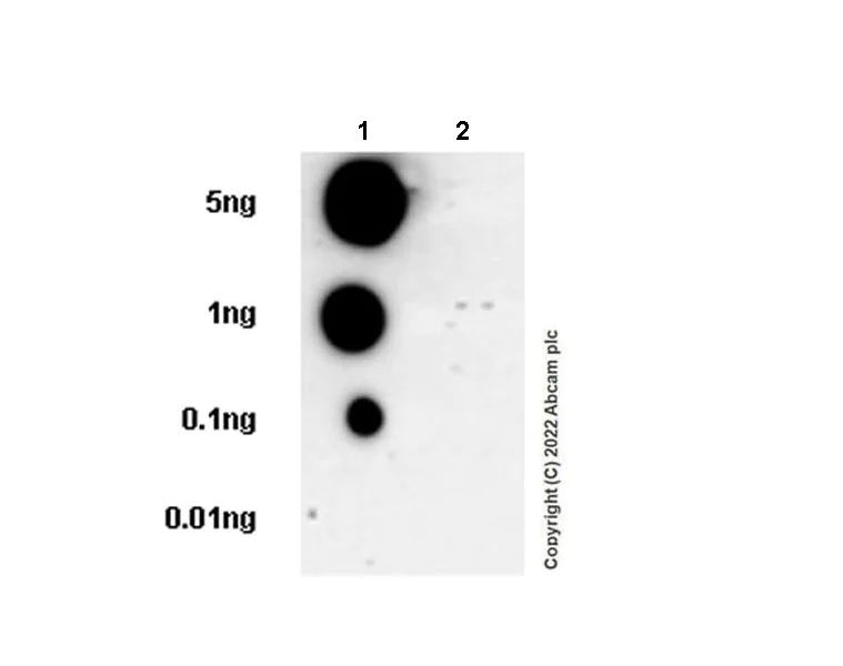 Dot Blot - Anti-Tau (phospho S396) antibody [E178] - Mouse IgG2a (Chimeric) - BSA and Azide free (AB302491)