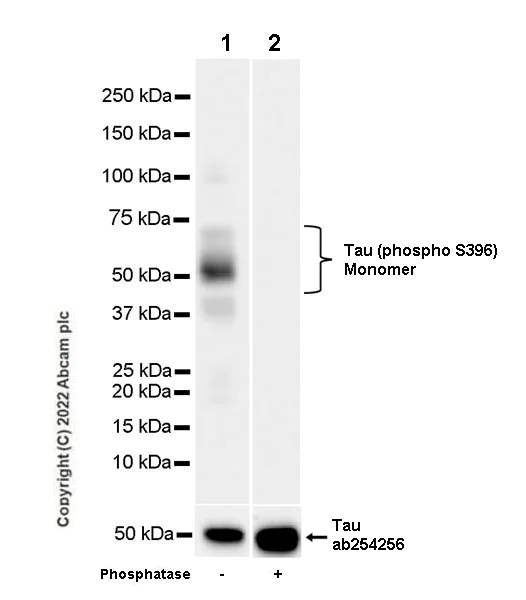 Western blot - Anti-Tau (phospho S396) antibody [E178] - Mouse IgG2a (Chimeric) - BSA and Azide free (AB302491)