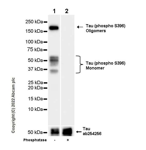 Western blot - Anti-Tau (phospho S396) antibody [E178] - Mouse IgG2a (Chimeric) - BSA and Azide free (AB302491)