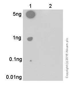 Dot Blot - Anti-Tau (phospho S396) antibody [EPR2731] - BSA and Azide free (AB156623)