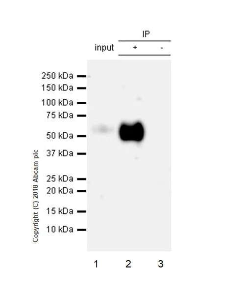 Immunoprecipitation - Anti-Tau (phospho S396) antibody [EPR2731] - BSA and Azide free (AB156623)