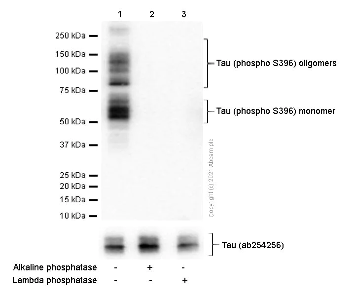 Western blot - Anti-Tau (phospho S396) antibody [EPR2731] - BSA and Azide free (AB156623)