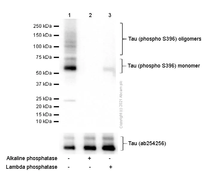 Western blot - Anti-Tau (phospho S396) antibody [EPR2731] - BSA and Azide free (AB156623)