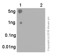 Dot Blot - Anti-Tau (phospho S404) antibody [EPR2605] (AB92676)