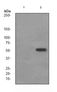 Western blot - Anti-Tau (phospho S422) antibody [EPR2866] (AB79415)