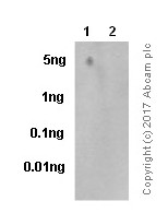 Dot Blot - Anti-Tau (phospho S422) antibody [EPR2866] - BSA and Azide free (AB196365), expandable thumbnail