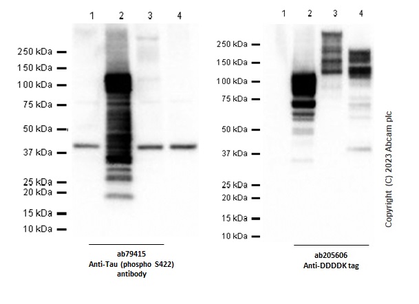 Western blot - Anti-Tau (phospho S422) antibody [EPR2866] - BSA and Azide free (AB196365), expandable thumbnail