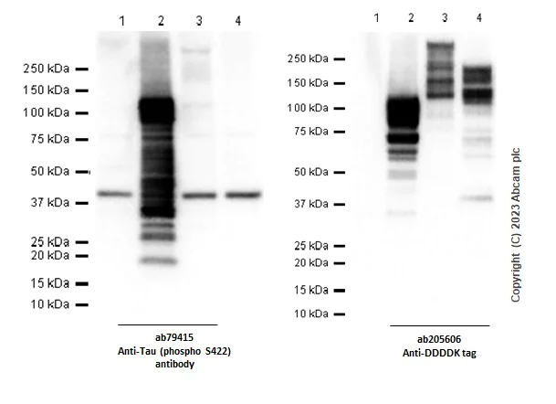 Western blot - Anti-Tau (phospho S422) antibody [EPR2866] - BSA and Azide free (AB196365)
