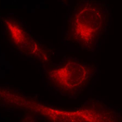 Immunocytochemistry/ Immunofluorescence - Anti-Tau (Phospho Ser673) Antibody (AB75603)