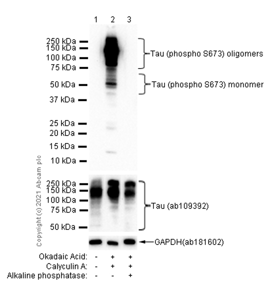 Western blot - Anti-Tau (phospho Ser673) antibody [EPR2603] (AB92682)