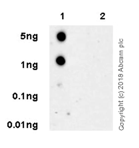Dot Blot - Anti-Tau (phospho T181) antibody [EPADXR4] (AB232849)