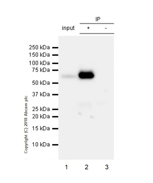 Immunoprecipitation - Anti-Tau (phospho T181) antibody [EPR22064] (AB223192)