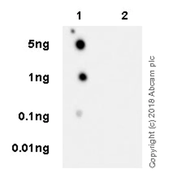 Dot Blot - Anti-Tau (phospho T181) antibody [EPR22064] - BSA and Azide free (AB240579)