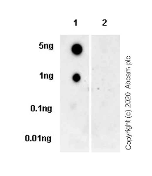 Dot Blot - Anti-Tau (phospho T181) antibody [EPR23506-107] (AB254409)